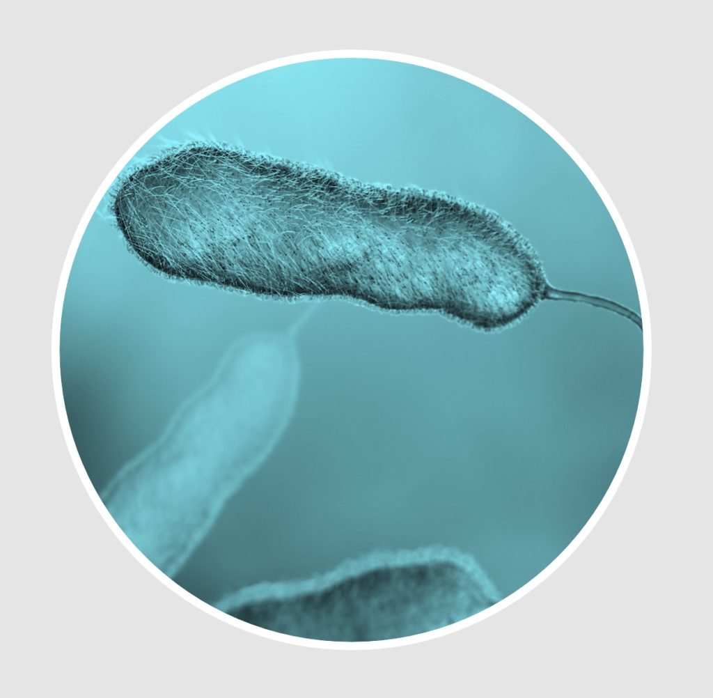A legionella bacteria